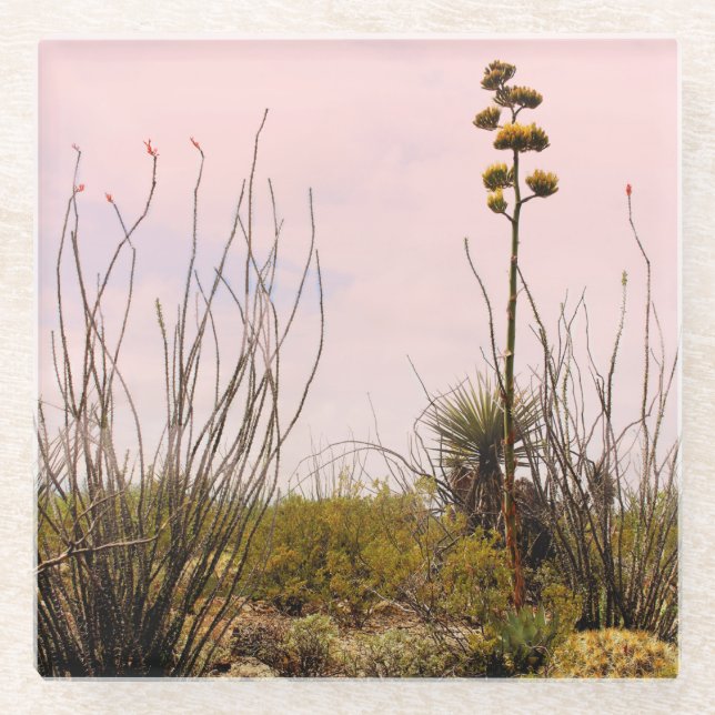 Posavasos De Vidrio Sueños del desierto Nuevo México Agave & Ocotillo (Anverso)