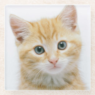 Posavasos De Vidrio Tabby del naranja dulce