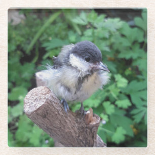Posavasos De Vidrio Tidi my Bird the Parus Major