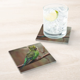 Posavasos De Vidrio Tiger Parakeet