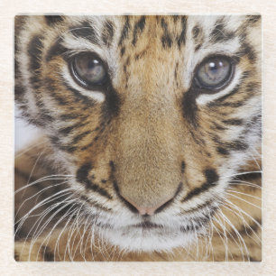 Posavasos De Vidrio Tigre Cub