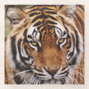 Posavasos De Vidrio Tigre de Bengala, Panthera tigris