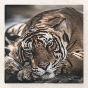 Posavasos De Vidrio Tigre de Ranthambore: arte de primera mano.