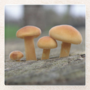 Posavasos De Vidrio Toadstools de Macrovidrio
