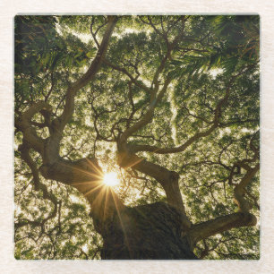 Posavasos De Vidrio Toldo de baniano Sunstar