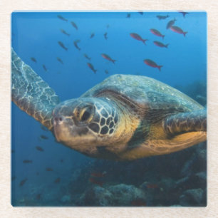 Posavasos De Vidrio Tortuga negra (verde) (Chelonia agassizi)