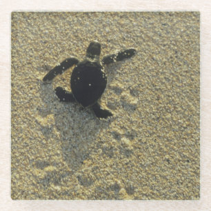 Posavasos De Vidrio Tortuga Verde, (Chelonia mydas), cría