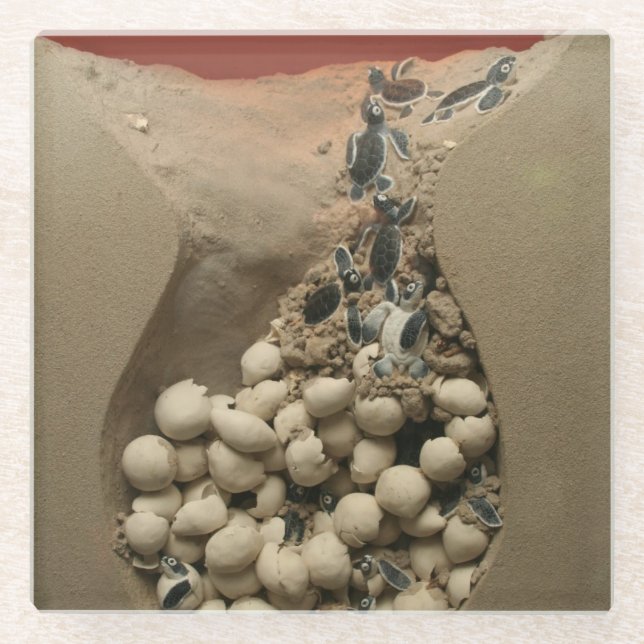 Posavasos De Vidrio Trama de los huevos de la tortuga del bebé (Anverso)