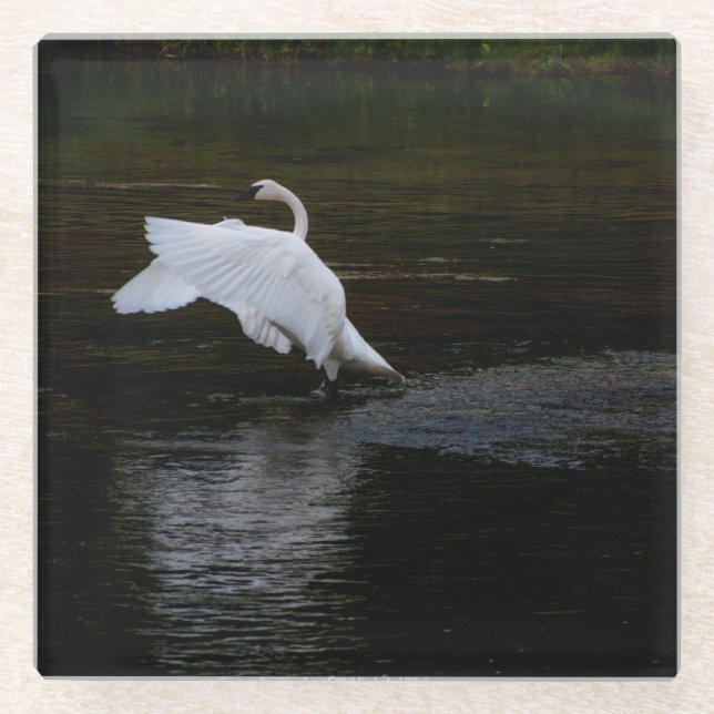 Posavasos De Vidrio Trumpeter Swan (Anverso)