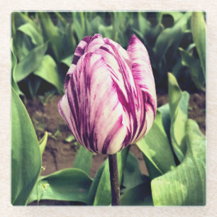 Posavasos De Vidrio Tulipán de franja única púrpura y blanca