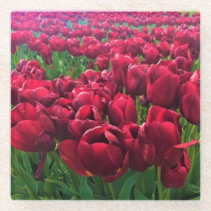 Posavasos De Vidrio Tulipanes rojos en un campo, Oregón