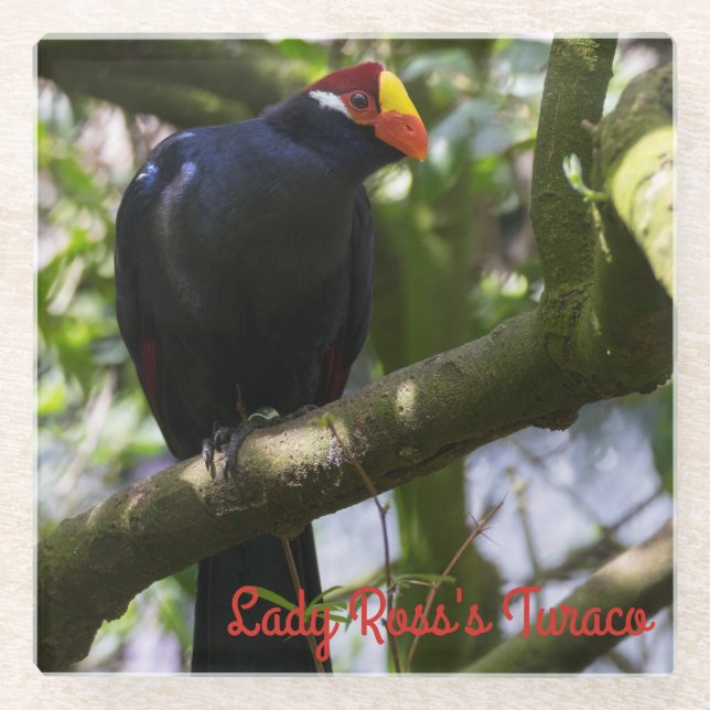 Posavasos De Vidrio Turaco de Lady Ross (Anverso)