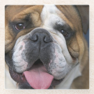 Posavasos De Vidrio Un bulldog inglés en Bélgica
