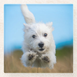 Posavasos De Vidrio Un funcionamiento del oeste lindo del perrito de