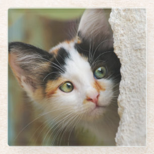 Posavasos De Vidrio Un gatito curioso que repartió la foto de un retr