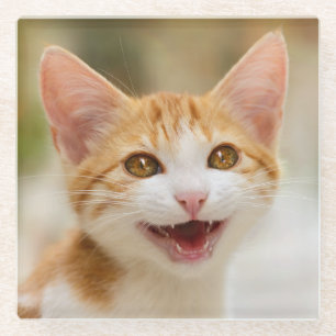 Posavasos De Vidrio Un gatito gracioso sonriente gatito gracioso frent