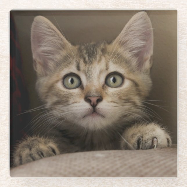Posavasos De Vidrio Un gatito muy dulce del Tabby (Anverso)