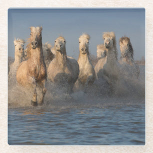 Posavasos De Vidrio Un grupo de caballos blancos en la región de