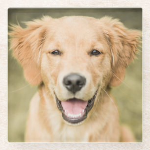 Posavasos De Vidrio Un retrato de un perrito del golden retriever