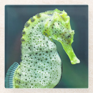 Posavasos De Vidrio Un Seahorse hermoso de Knysna