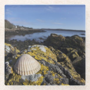 Posavasos De Vidrio Un Seashell se sienta en una roca el Dumfries,