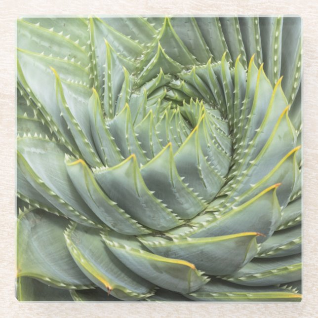 Posavasos De Vidrio Un Succulent verde y blanco (Anverso)