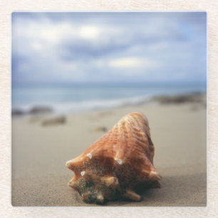 Posavasos De Vidrio Una concha Shell en el St. Croix, Usvi de la playa