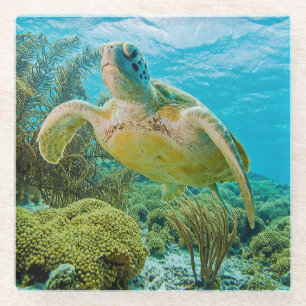 Posavasos De Vidrio Una tortuga verde en los filones bajos de Bonaire