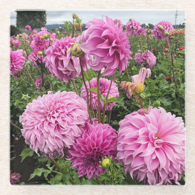 Posavasos De Vidrio Vassio Meggos Dahlia (Anverso)