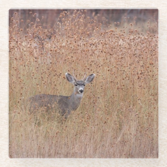 Posavasos De Vidrio Venado en la pradera (Anverso)