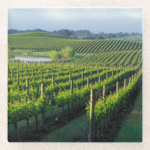 Posavasos De Vidrio Vides en hileras ordenadas en Napa, California