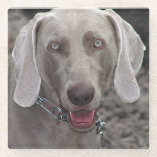 Posavasos De Vidrio Weimaraner