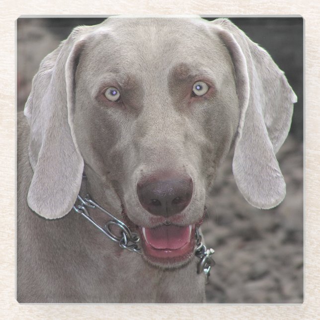 Posavasos De Vidrio Weimaraner (Anverso)