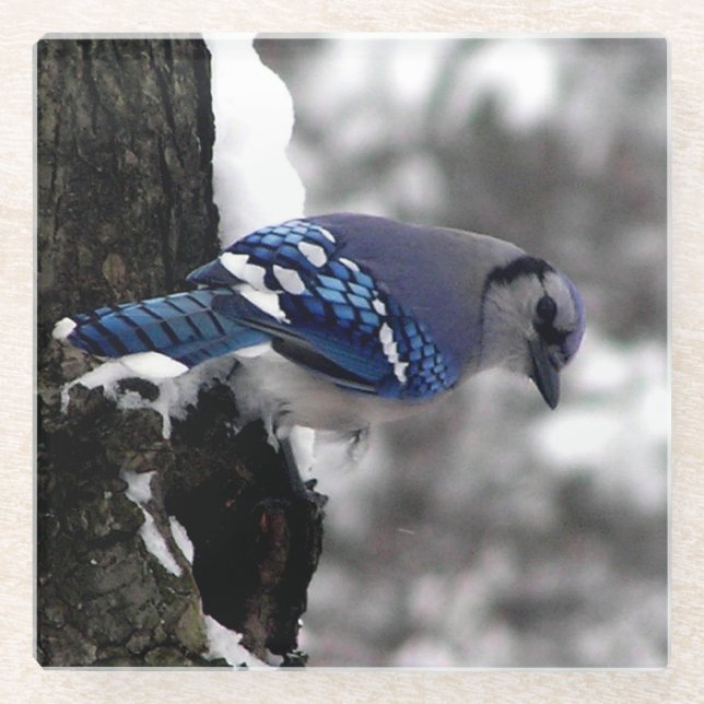 Posavasos De Vidrio Winter Blue Jay (Anverso)