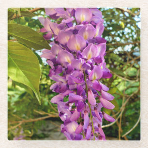 Posavasos De Vidrio Wisteria Bloom