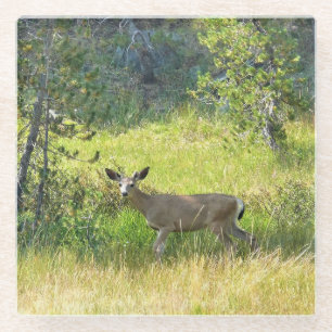 Posavasos De Vidrio Young Buck en Yosemite, California