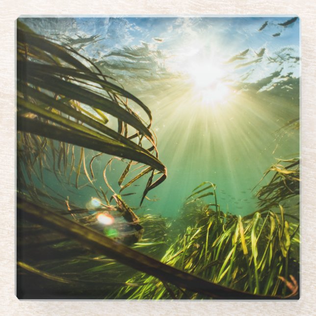 Posavasos De Vidrio Zizania Texana (Anverso)