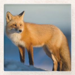 Posavasos De Vidrio Zorro marrón