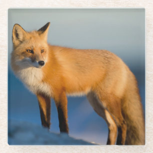 Posavasos De Vidrio Zorro marrón