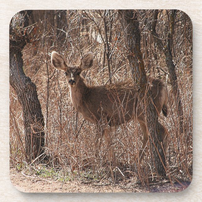 Posavasos Deer Stare (Frente)