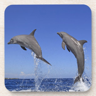 Posavasos Delfin, Delphin, un Tuemmler más grueso, Tursiops