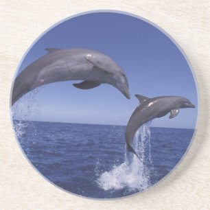 Posavasos delfines mulares del Caribe