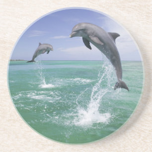 Posavasos Delfines mulares Tursiops truncatus