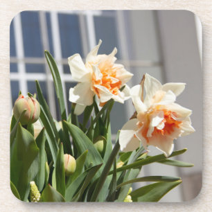 Posavasos Delicada primavera de daffodils tiernos