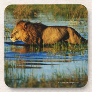 Posavasos Delta de Okavango, Botswana 3