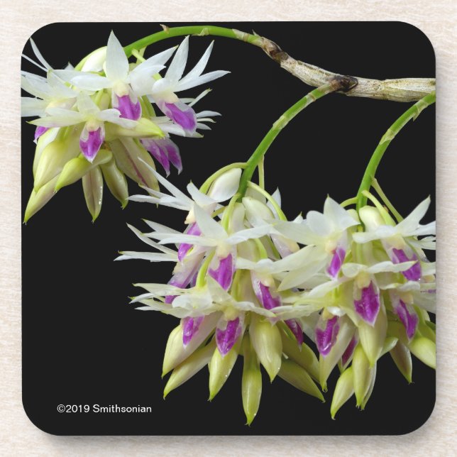 Posavasos Dendrobium Amethystoglossum (Frente)