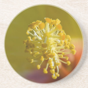 Posavasos Dentro de un Hibiscus amarillo hawaiano