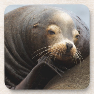 Posavasos Descanso de leones en el mar de California