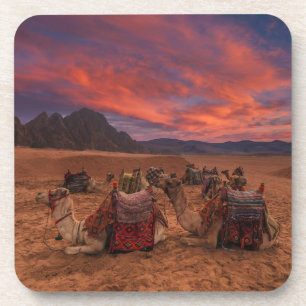 Posavasos Desiertos Camels Sinai Mountains Egipto