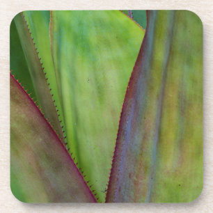 Posavasos Detalle de la planta de agave